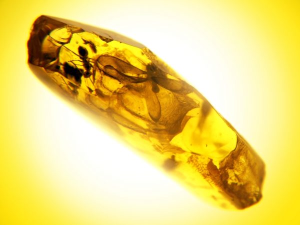 Amber inclusions