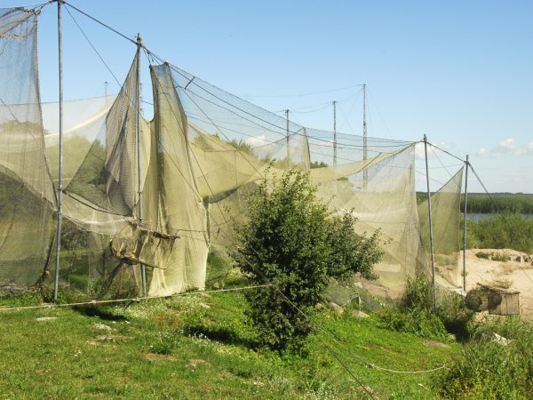 Nets at the Bird Ringing station